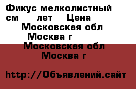    Фикус мелколистный 140 см, 10 лет  › Цена ­ 7 000 - Московская обл., Москва г.  »    . Московская обл.,Москва г.